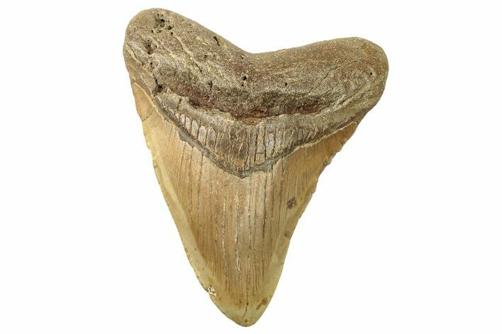 Fossil Megalodon Tooth - North Carolina #257963